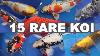 15 Most Rare And Beautiful Koi Fish Varieties