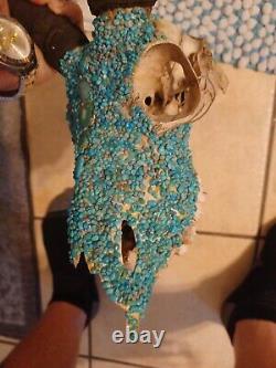 Antelope Skull With Turquoise Extremely Rare