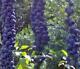 Disciphania sp blue fruit EXTREMELY RARE 20 Seeds