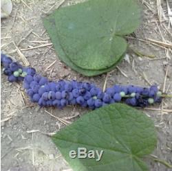 Disciphania sp blue fruit EXTREMELY RARE 20 Seeds
