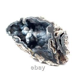 Extremely Rare Black And Blue Agatized Fossil Coral, Tampa Bay- Florida