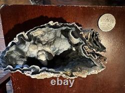 Extremely Rare Black And Blue Agatized Fossil Coral, Tampa Bay- Florida