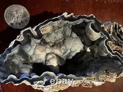 Extremely Rare Black And Blue Agatized Fossil Coral, Tampa Bay- Florida