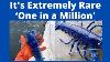 Fisherman Finds Extremely Rare One In A Million Blue Lobster Video Viral
