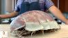 Graphic Live Giant Isopod Fried Rice Real Life Pokemon Kabuto Isopod Cooking Hour