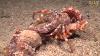 Incredible Footage Of Hermit Crab Changing Shells With Anemones