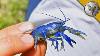 New Species Found Rare Blue Crayfish