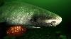 Unbelievable Rare Shark Footage Shark River Monsters